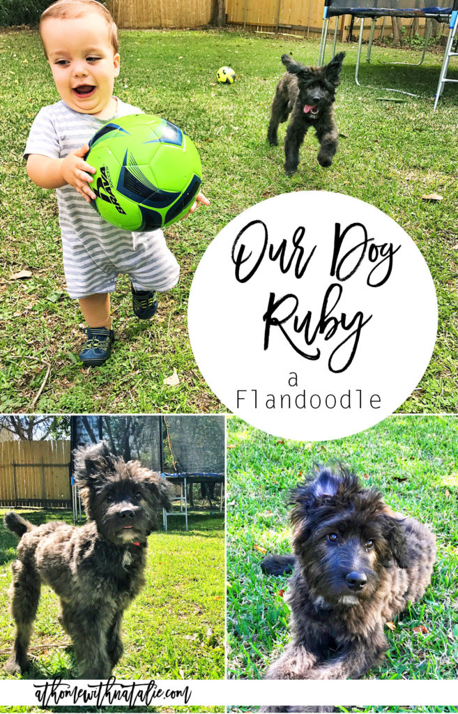 our dog ruby the flandoodle-athomewithnatalie